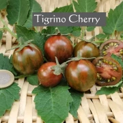 Tigrino (Cherrytomate)