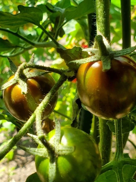 Tigrino (Cherrytomate)