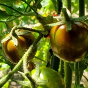 Tigrino (Cherrytomate)