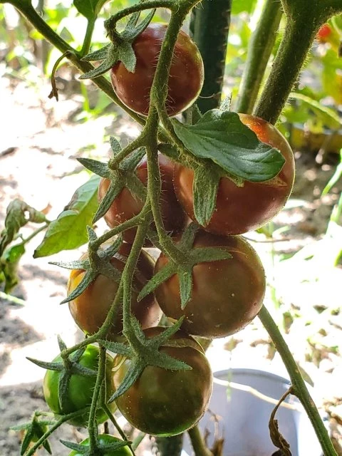 Tigrino (Cherrytomate)