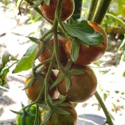 Tigrino (Cherrytomate)
