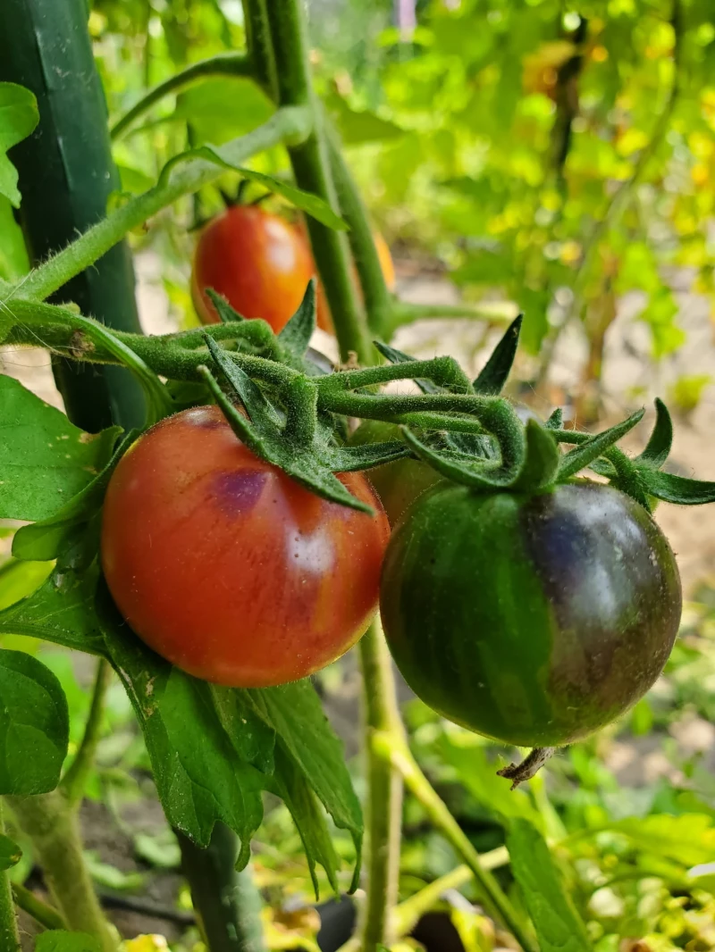 Black Strabarry (Cocktailtomate)