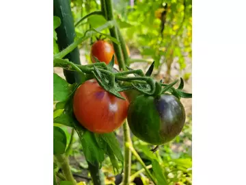 Black Strabarry (Cocktailtomate)