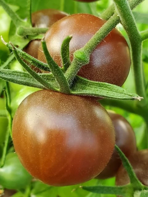 Chocolate Cherry