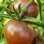 Chocolate Cherry