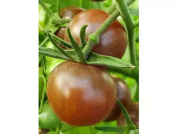 Chocolate Cherry
