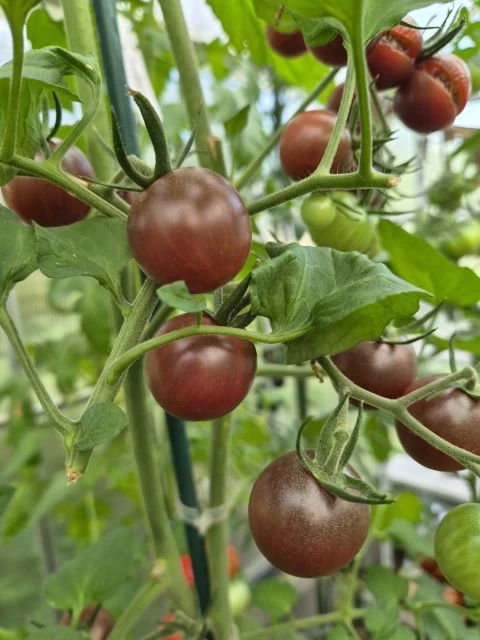 Chocolate Cherry