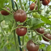 Chocolate Cherry