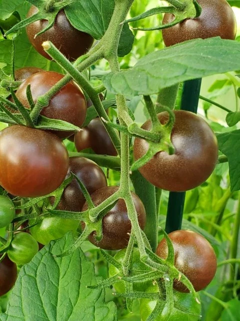 Chocolate Cherry