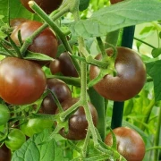 Chocolate Cherry