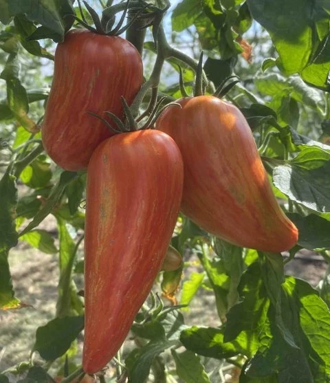 Specled Roman (Stabtomate