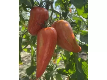 Specled Roman (Stabtomate