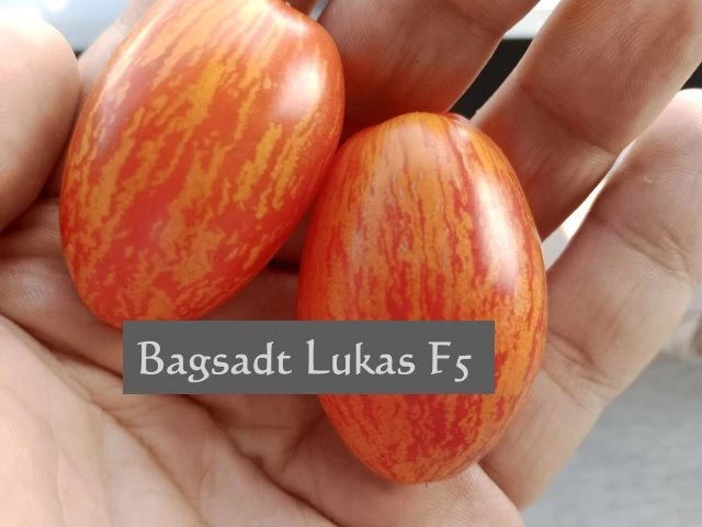 Bagsadt Lukas F5