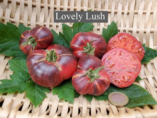 Lovely Lush