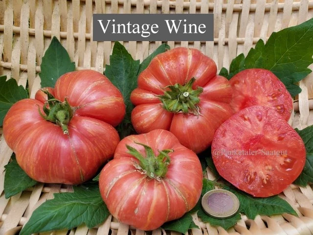 Vintage Wine (Buschtomate)