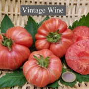 Vintage Wine (Buschtomate)