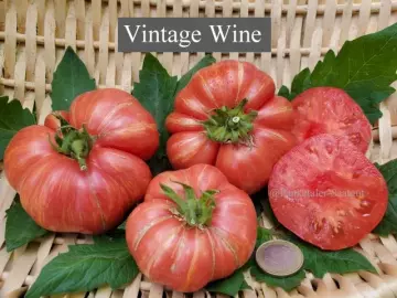 Vintage Wine (Buschtomate)
