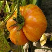Vintage Wine (Buschtomate)