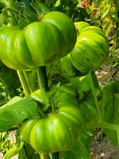 Vintage Wine (Buschtomate)