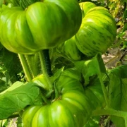 Vintage Wine (Buschtomate)