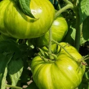 Vintage Wine (Buschtomate)