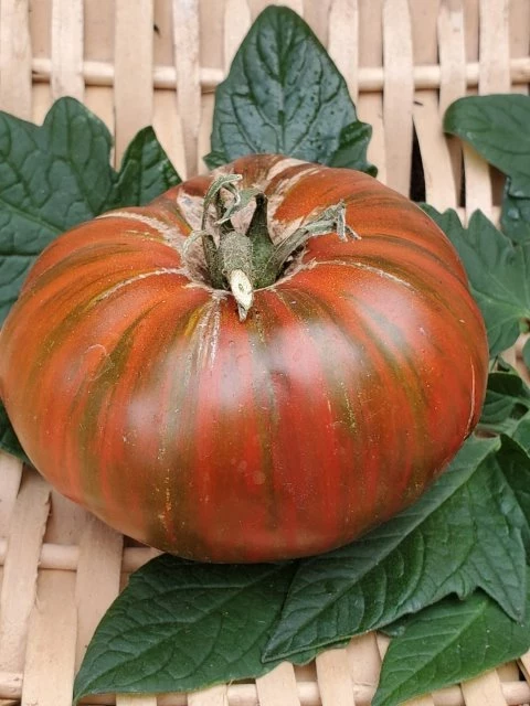 Girl Girls Weid Thing (Fleischtomate)