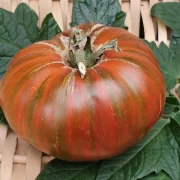 Girl Girls Weid Thing (Fleischtomate)