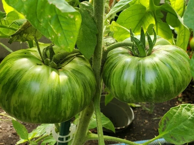 Girl Girls Weid Thing (Fleischtomate)