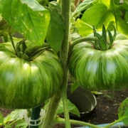 Girl Girls Weid Thing (Fleischtomate)