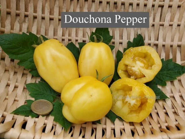 Douchona Pepper