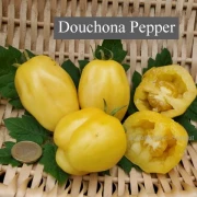 Douchona Pepper
