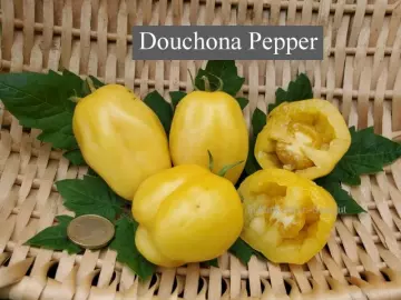Douchona Pepper