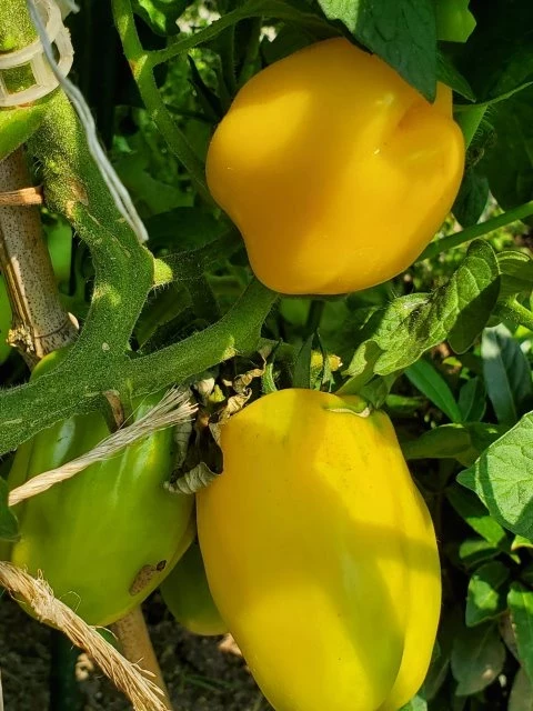 Douchona Pepper