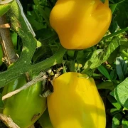 Douchona Pepper
