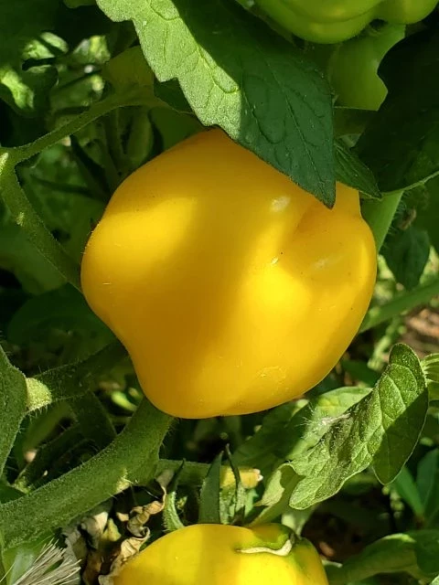 Douchona Pepper