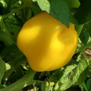 Douchona Pepper