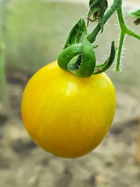 Douchona Pepper