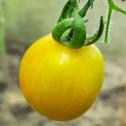Douchona Pepper
