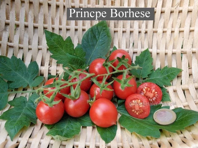 Princpe Borhese