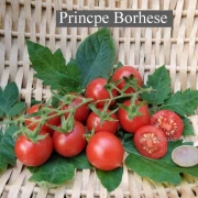 Princpe Borhese