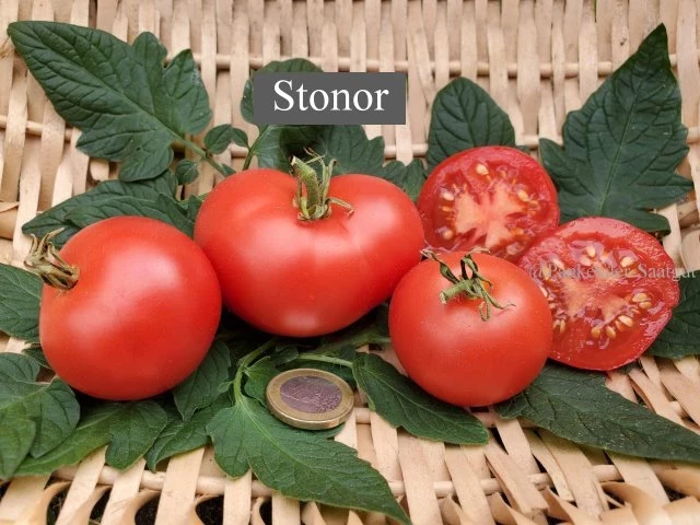 Stonor