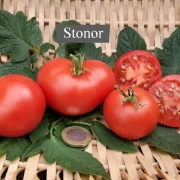 Stonor
