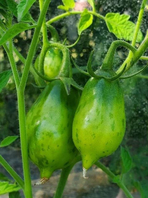 Raibais Ķekars