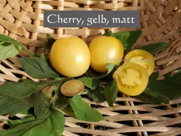 Cherry gelb, matt