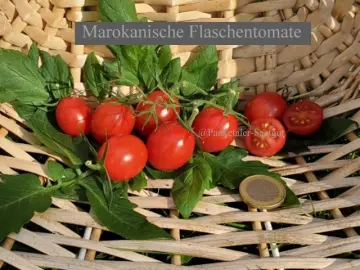 Marokanische Flaschentomate