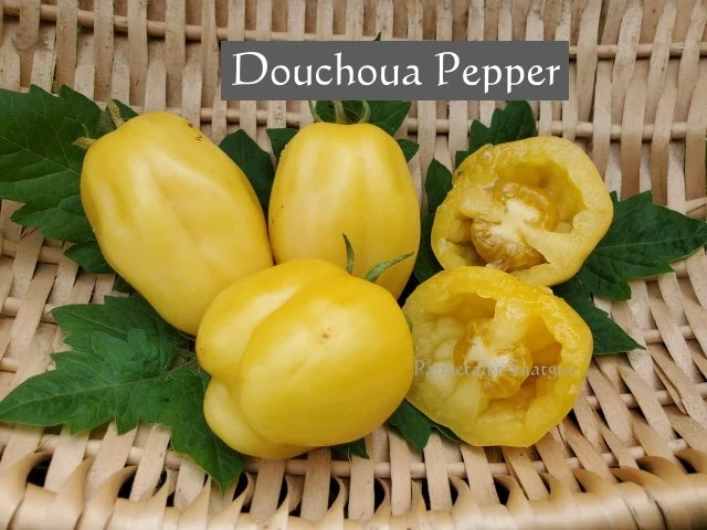 Douchoua Pepper