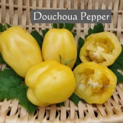 Douchoua Pepper