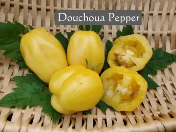 Douchoua Pepper