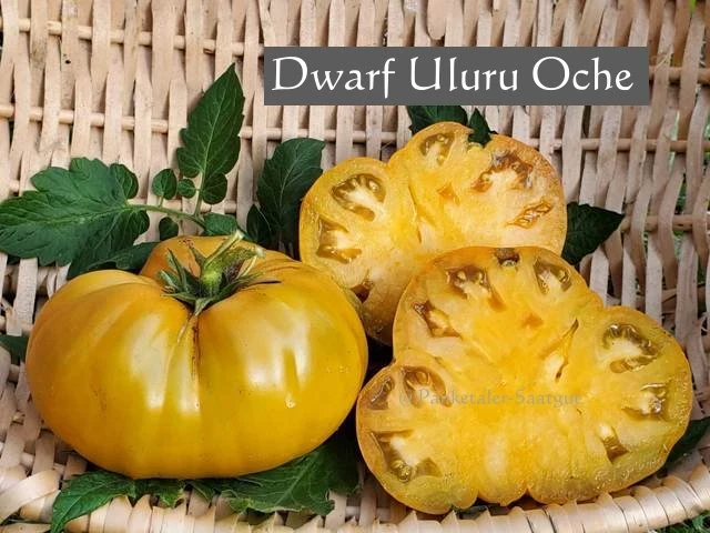 Dwarf Uluru Ochre