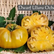 Dwarf Uluru Ochre
